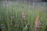 genus Orobanche