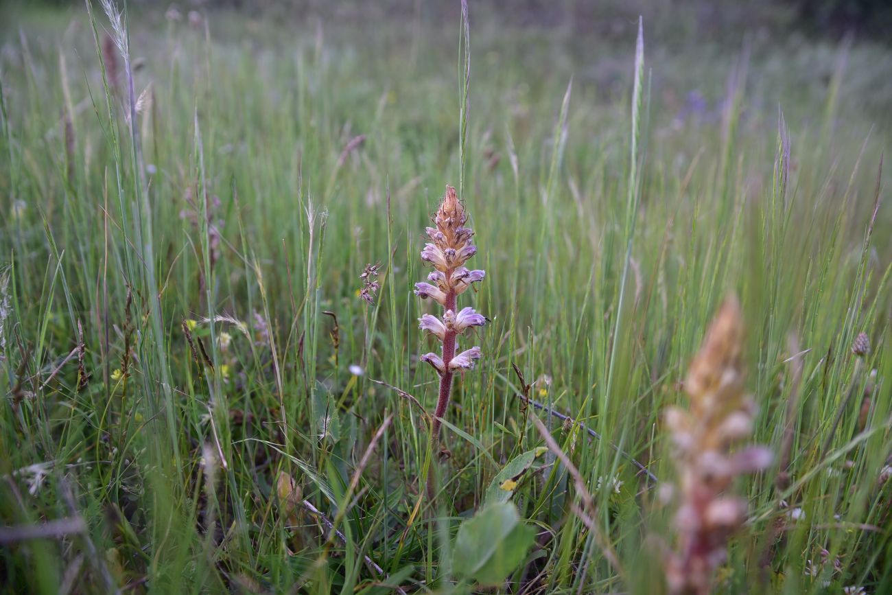 Image of genus Orobanche specimen.