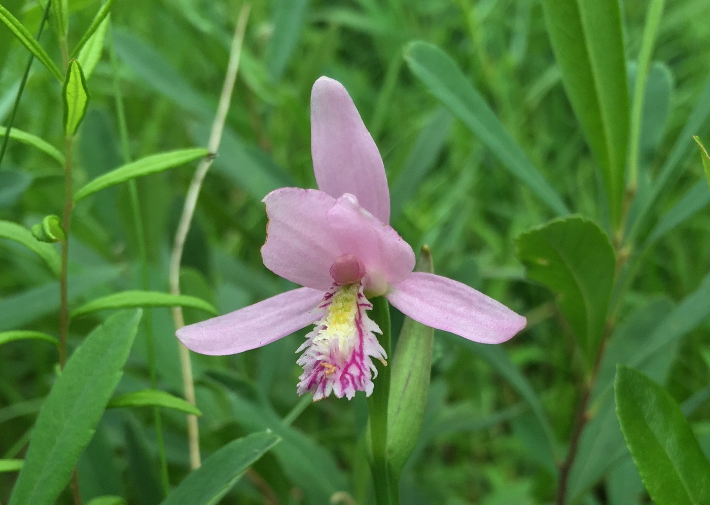 Изображение особи Pogonia ophioglossoides.