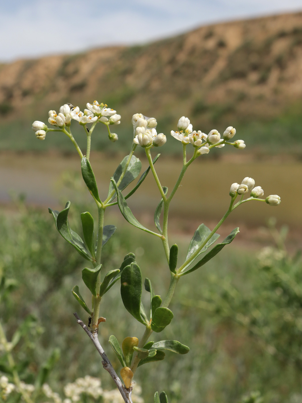 Image of Nitraria schoberi specimen.