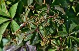 Parthenocissus quinquefolia. Верхушка побега с соцветием. Московская обл., г. Железнодорожный, в культуре. 22.09.2025.