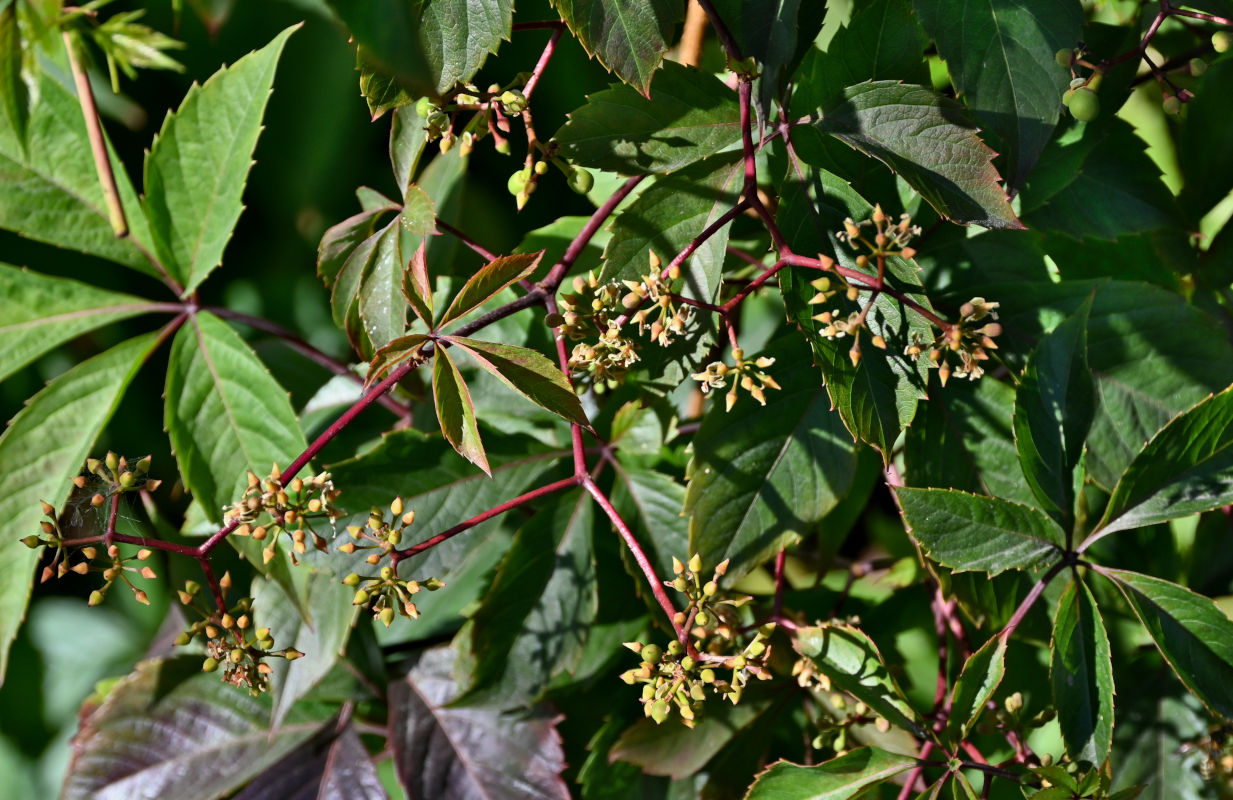 Изображение особи Parthenocissus quinquefolia.