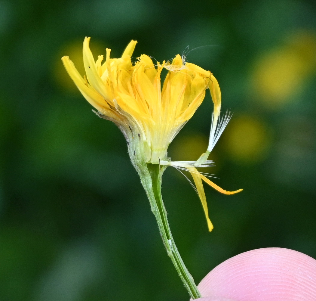 Изображение особи Scorzoneroides autumnalis.