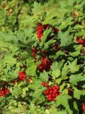 род Ribes. Соплодия и листья. Беларусь, Витебская обл., пос. Езерище, сад. 11.07.2026.