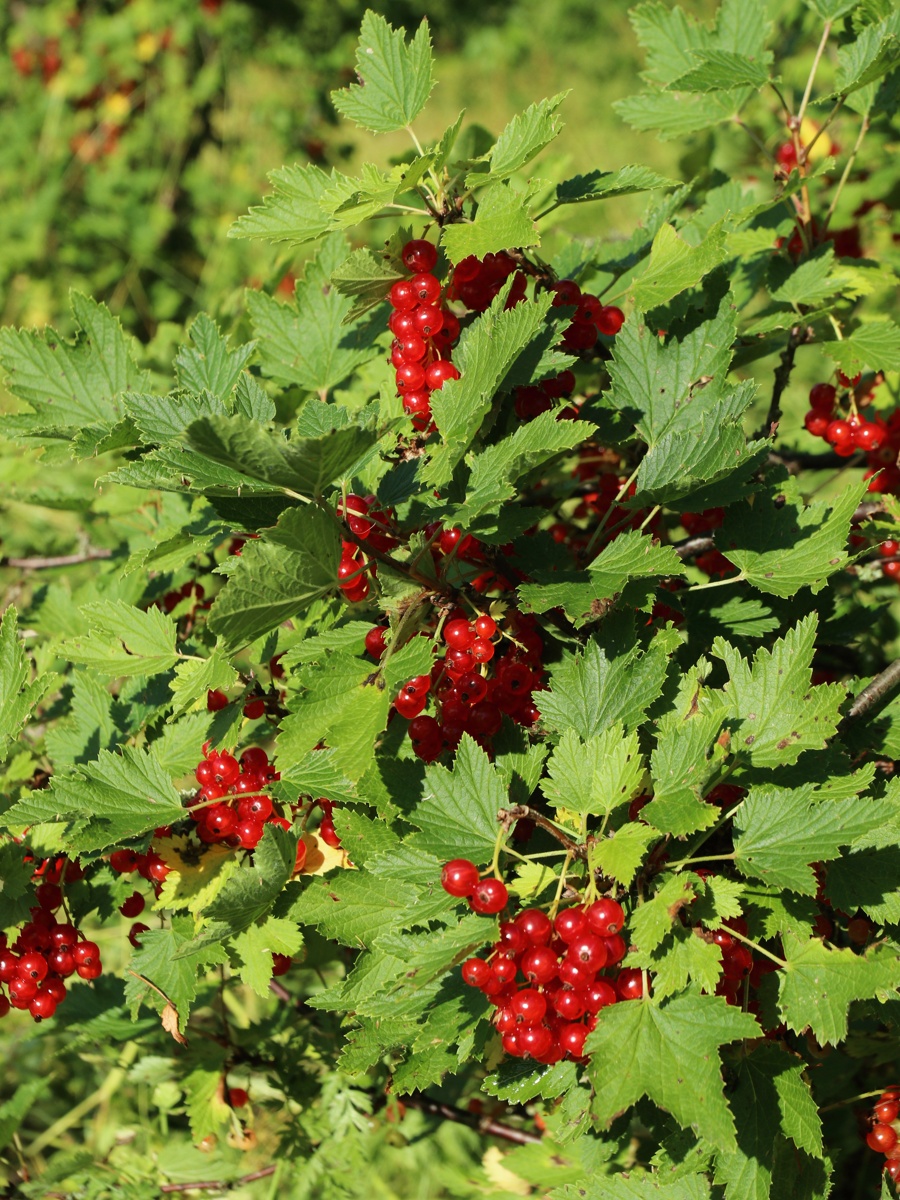 Изображение особи род Ribes.