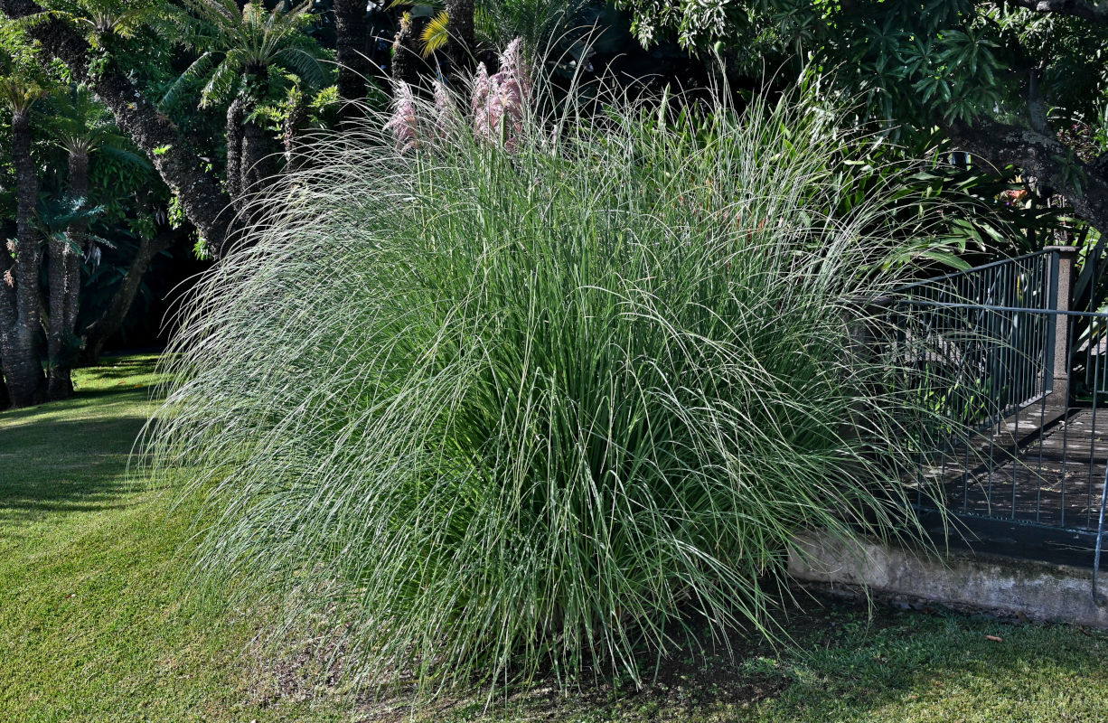 Image of Cortaderia selloana specimen.
