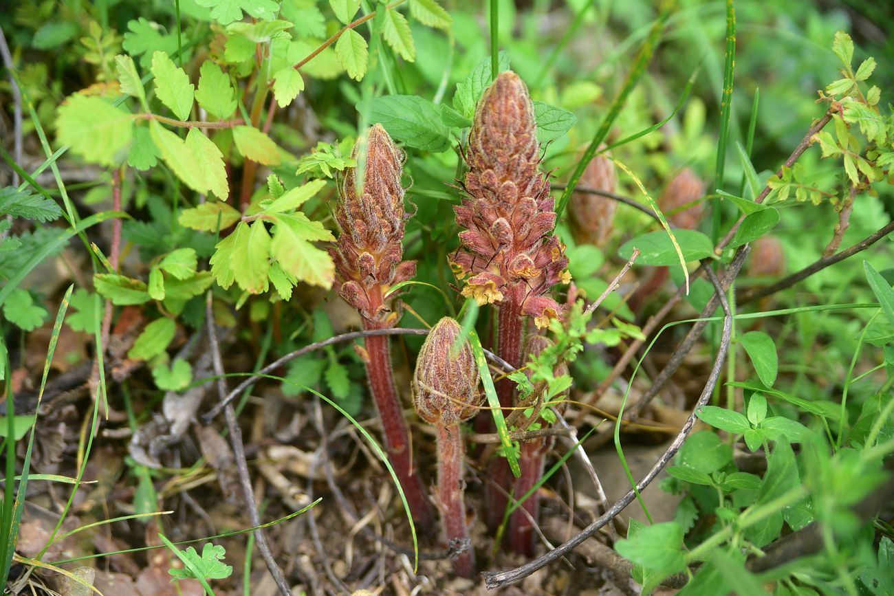 Изображение особи род Orobanche.