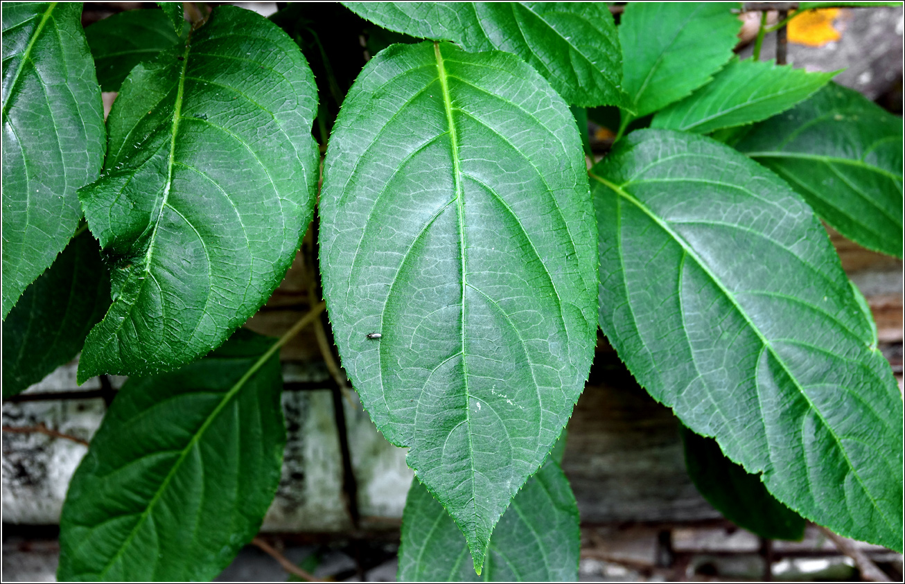 Image of Actinidia kolomikta specimen.