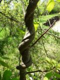 Periploca graeca. Лиана, обвившая ствол Acer negundo. Северная Осетия, окр. с. Сухотское, пойма р. Терек. 22.04.2023.