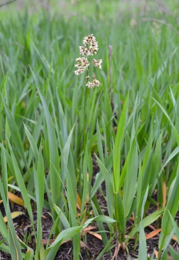 Image of Hierochloe repens specimen.