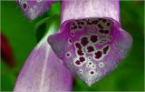 Digitalis purpurea. Часть цветка. Московская обл., Раменский р-н, окр. дер. Хрипань, садовый участок. 14.06.2026.