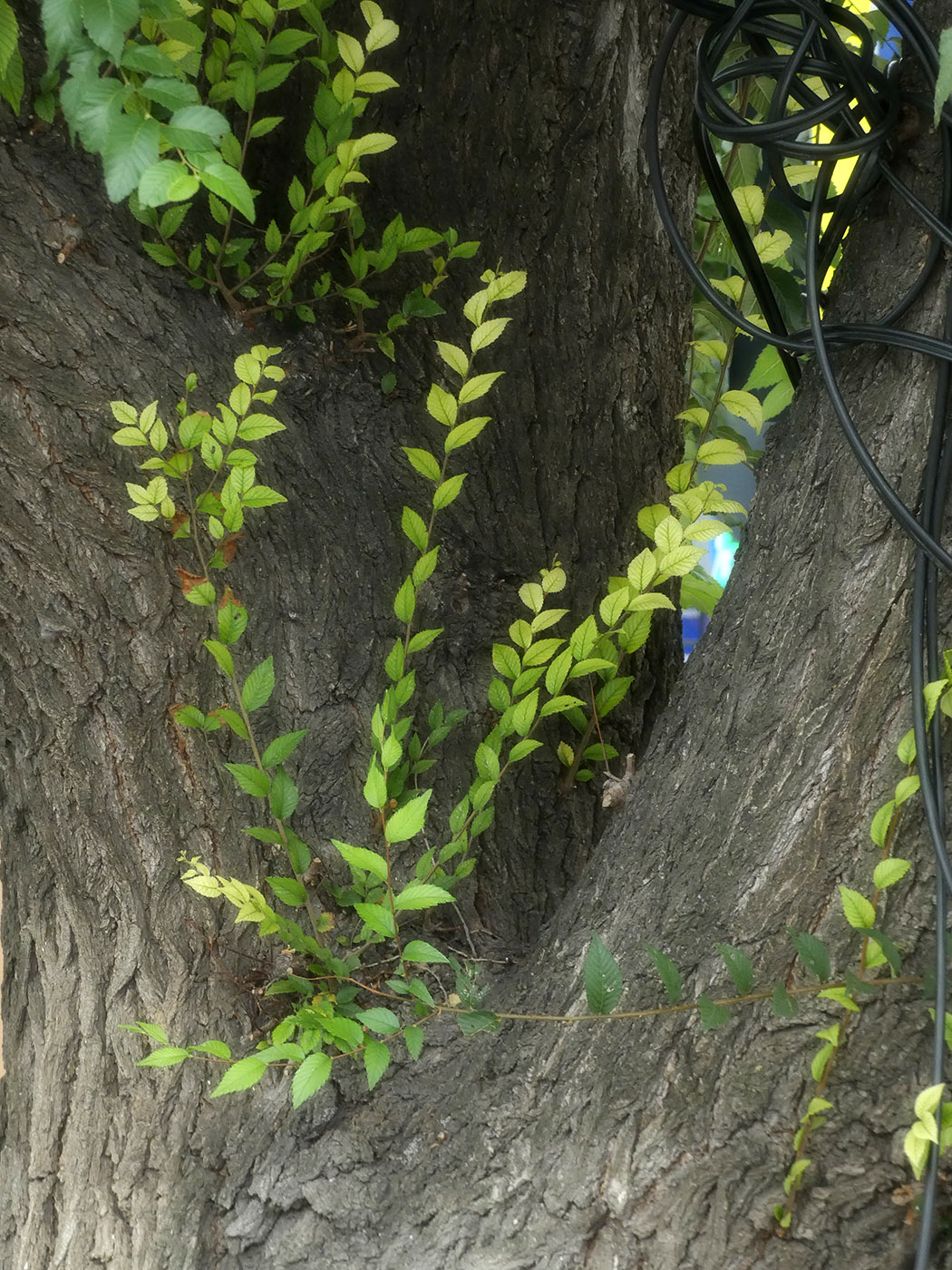 Изображение особи Ulmus pumila.