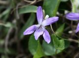 Viola isopetala