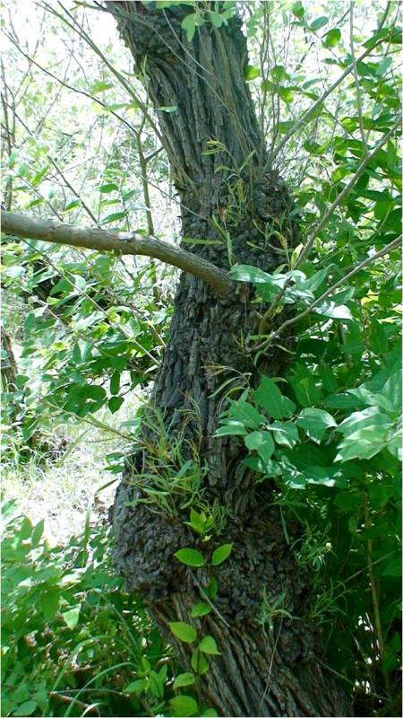 Image of Populus euphratica specimen.