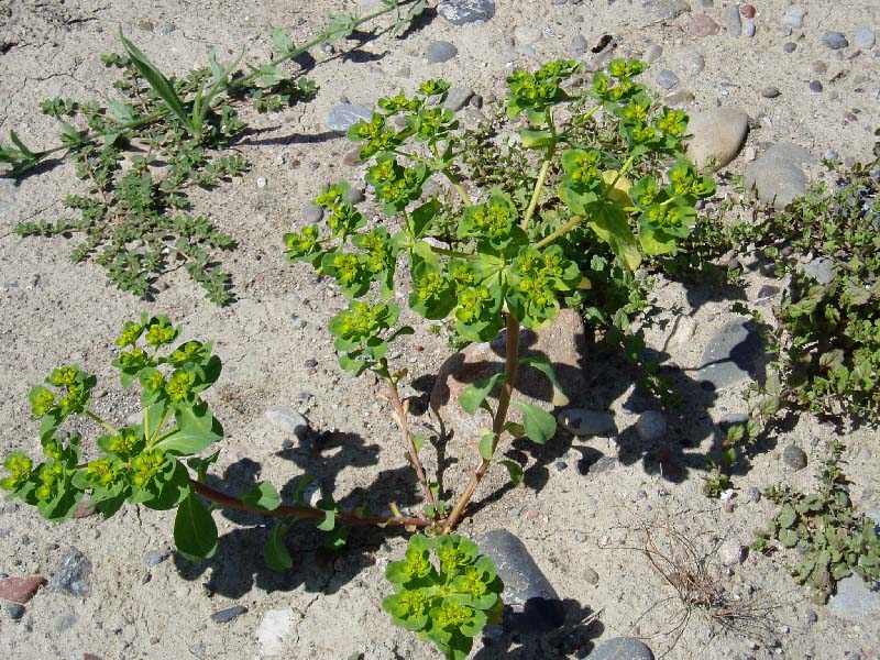 Image of Euphorbia helioscopia specimen.