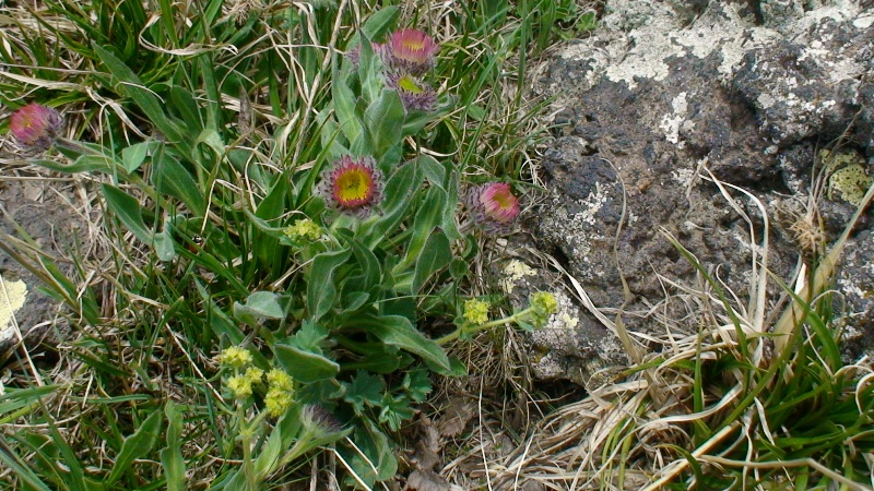 Image of Erigeron uniflorus specimen.