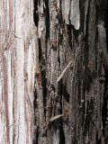 Juniperus excelsa. Поверхность ствола с продольно отслаивающейся корой. Крым, ландшафтный заказник \"Мыс Айя\". Июнь 2004 г.