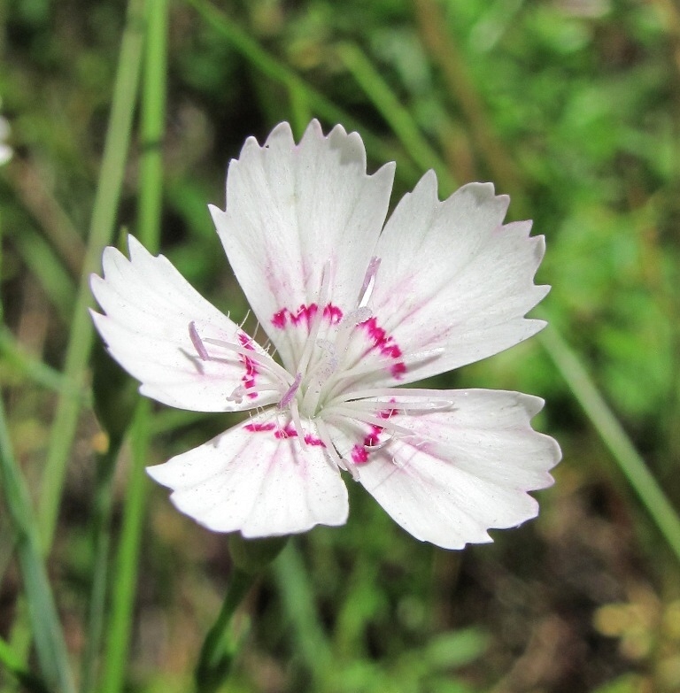 Изображение особи Dianthus deltoides.