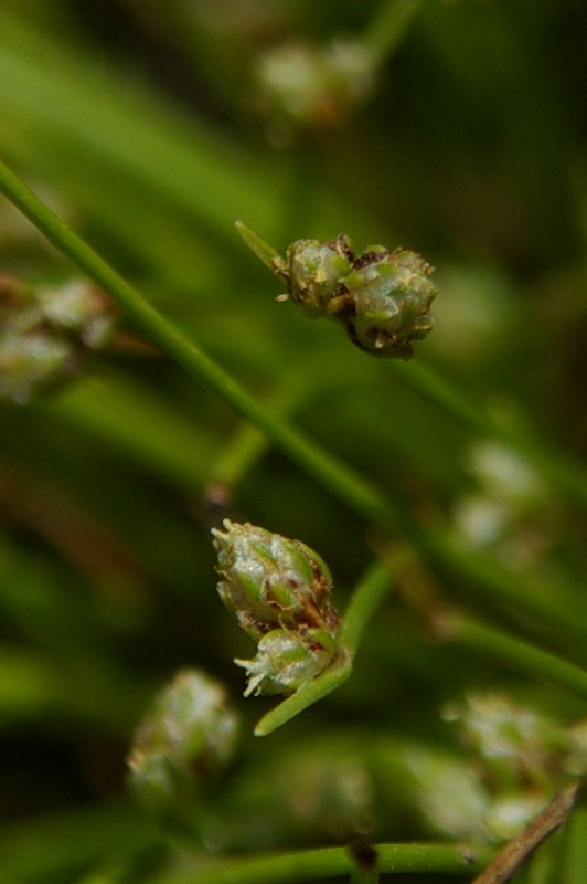 Изображение особи Isolepis setacea.