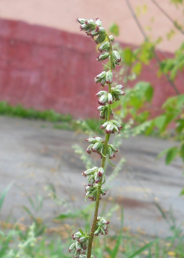 Image of Artemisia vulgaris specimen.