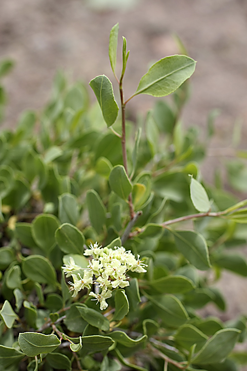 Изображение особи Atraphaxis seravschanica.