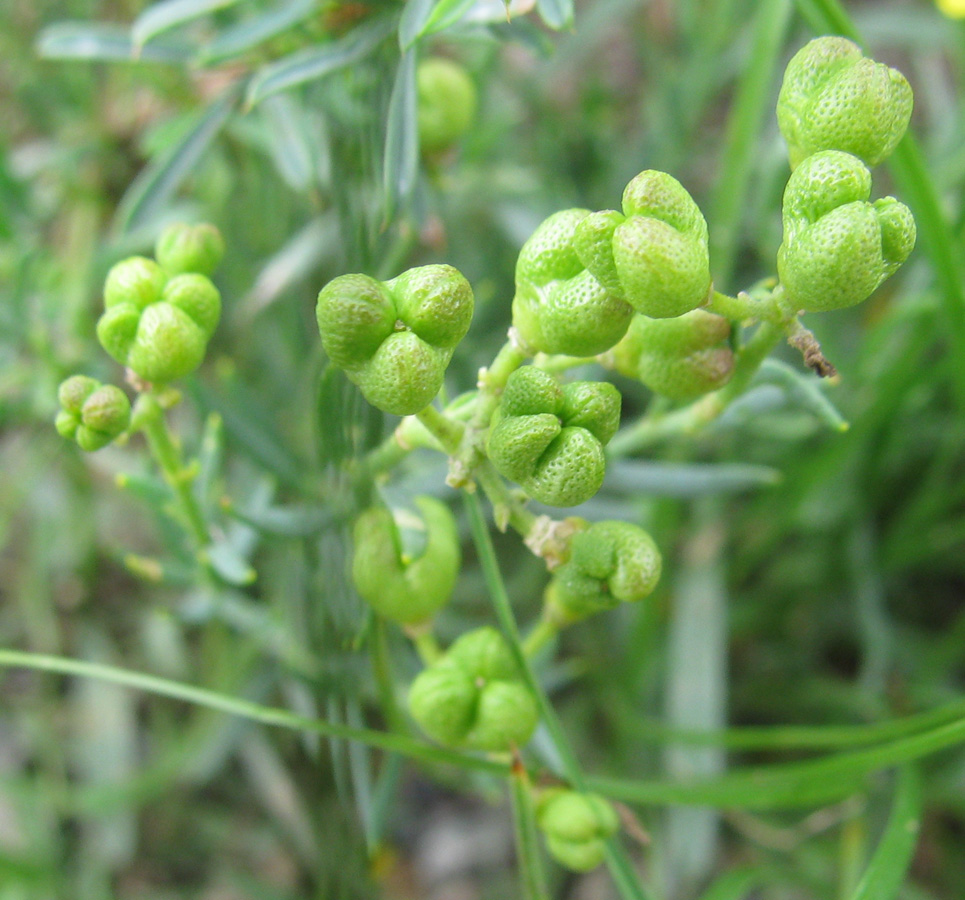 Image of Haplophyllum dauricum specimen.