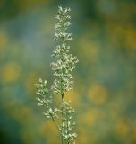 Silene chersonensis. Верхушка плодоносящего растения. Воронежская обл., Павловский р-н, окр. с. Михайловка (Шипов лес). 19.06.2011.