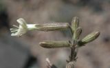 Silene quadriloba