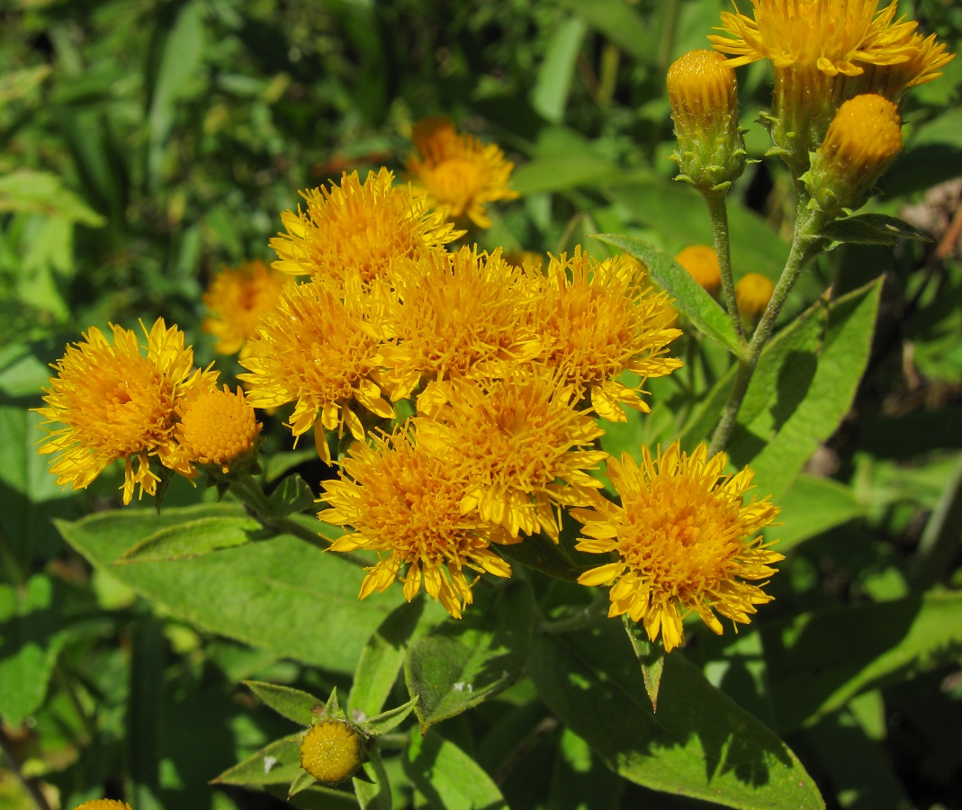 Изображение особи Inula germanica.