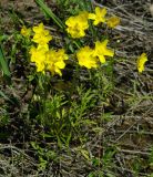 Ranunculus silvisteppaceus. Цветущее растение. Казахстан, Костанайская обл., Аулиекольский р-н, урочище Аманкарагай.15.05.2011.