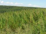 Cannabis variety spontanea