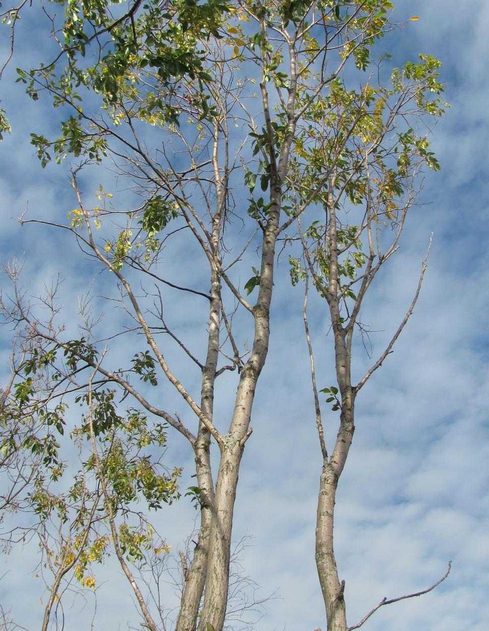 Image of Salix pentandra specimen.