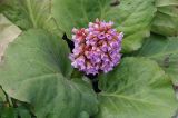 Bergenia crassifolia. Цветущее растение. Московская обл., дачный участок. 01.05.2008.