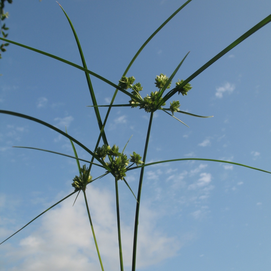 Изображение особи Cyperus eragrostis.