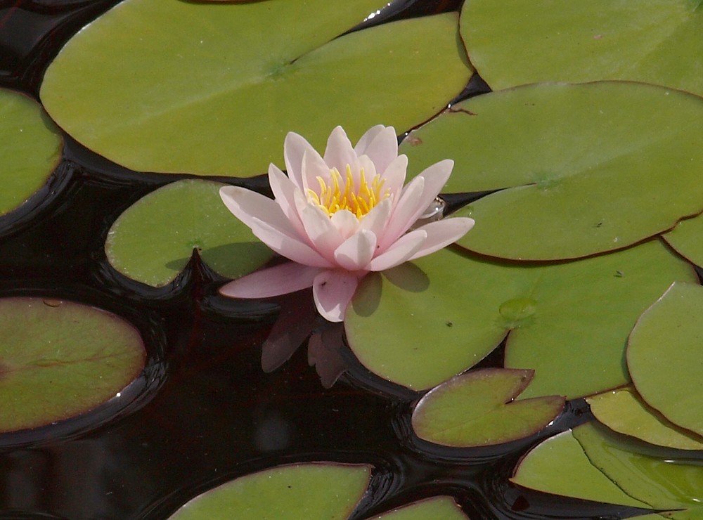 Image of genus Nymphaea specimen.