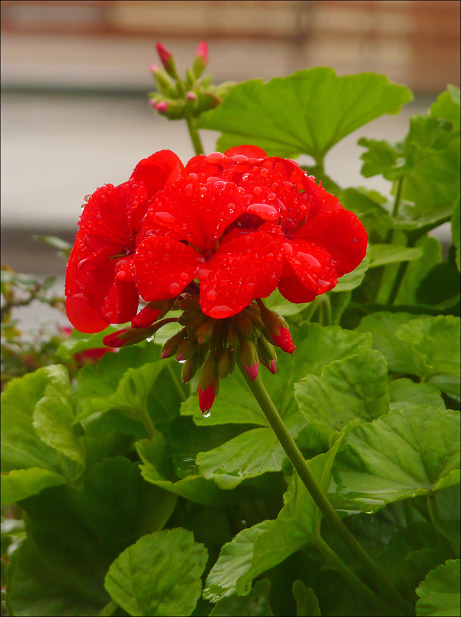 Изображение особи Pelargonium hortorum.