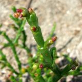 Salicornia perennans