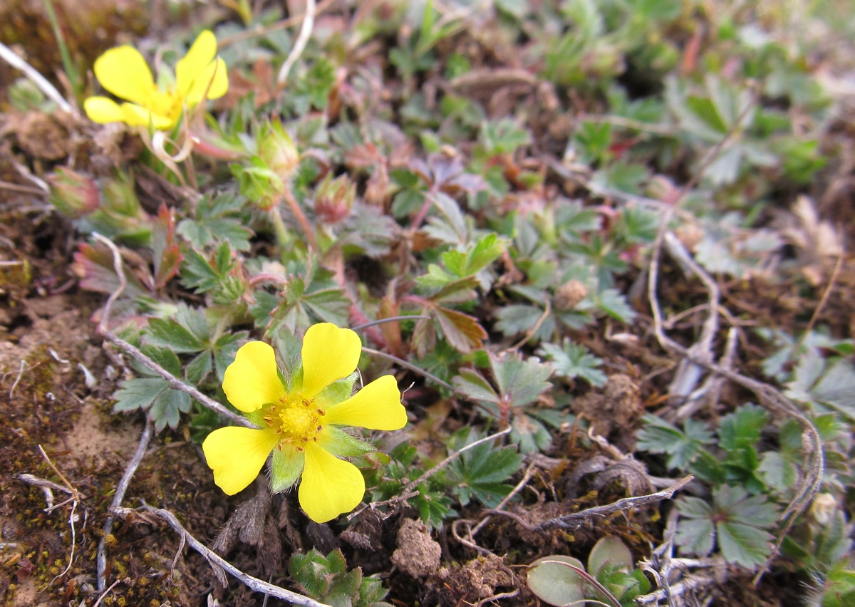 Изображение особи род Potentilla.