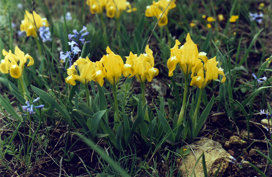 Image of Iris pumila specimen.