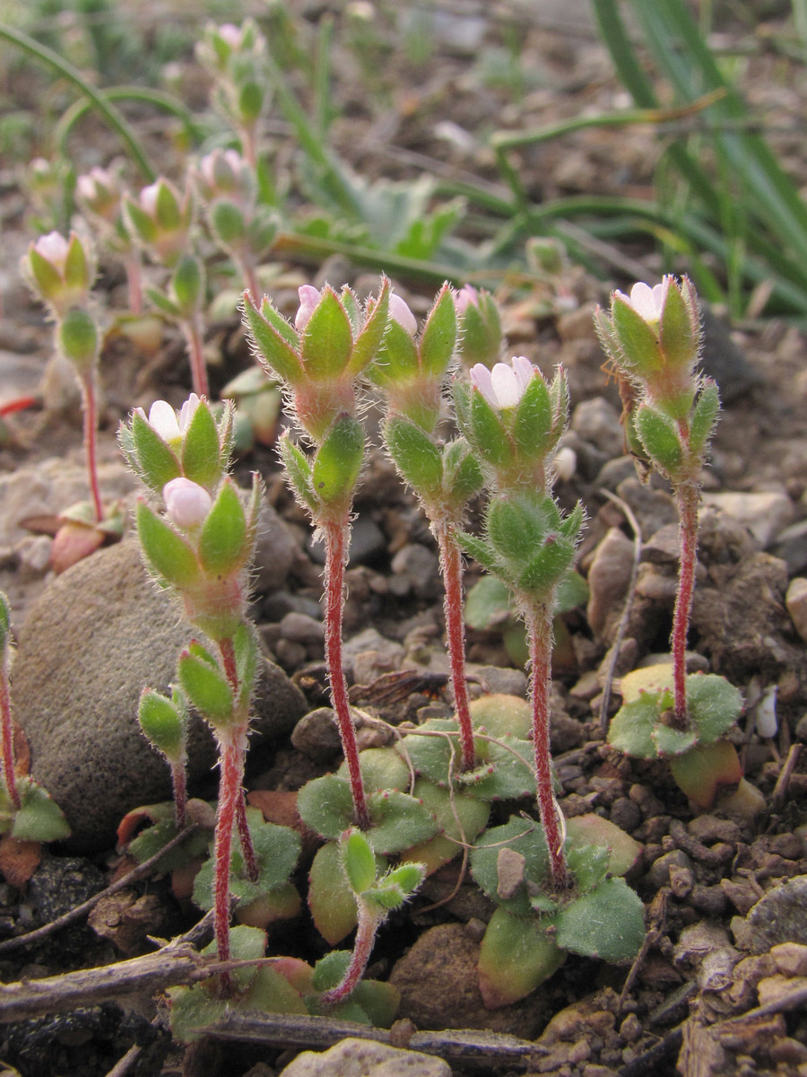 Image of Androsace maxima specimen.