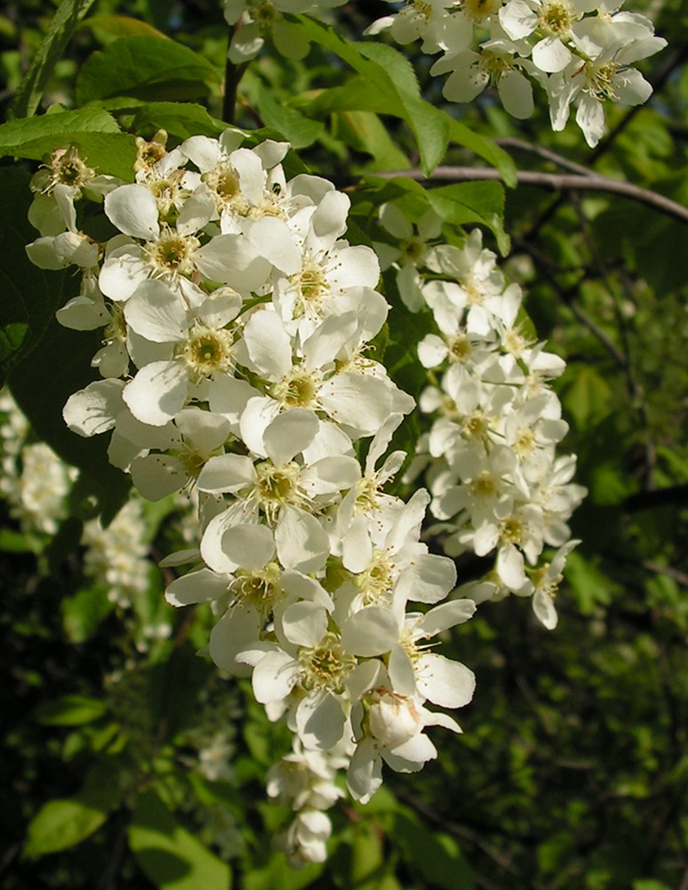 Image of Padus avium ssp. pubescens specimen.