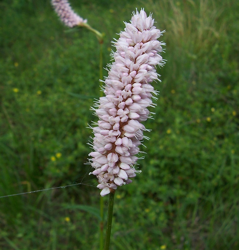 Изображение особи Bistorta officinalis.