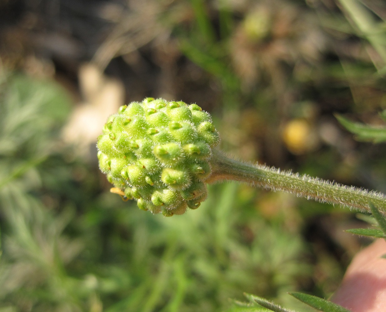 Image of Adonis villosa specimen.