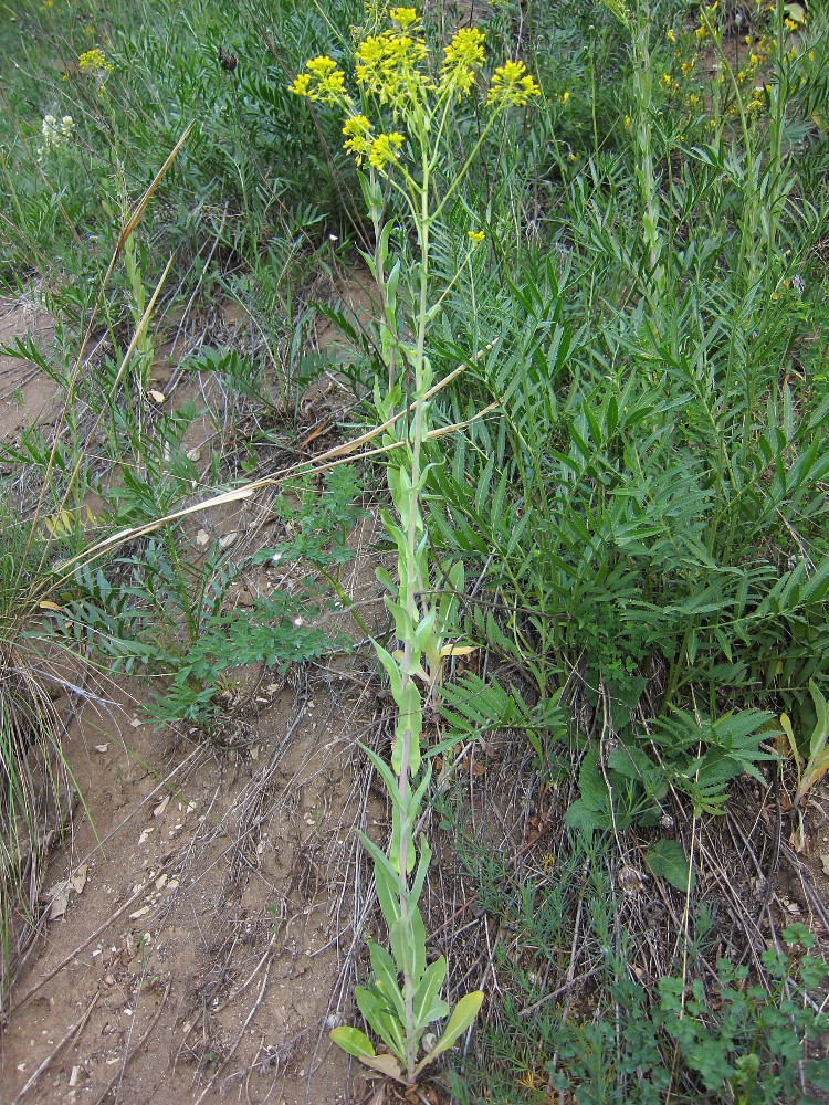 Image of Isatis costata specimen.