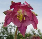 род Aquilegia. Цветок. Татарстан, г. Бавлы, сад. 25.05.2012.