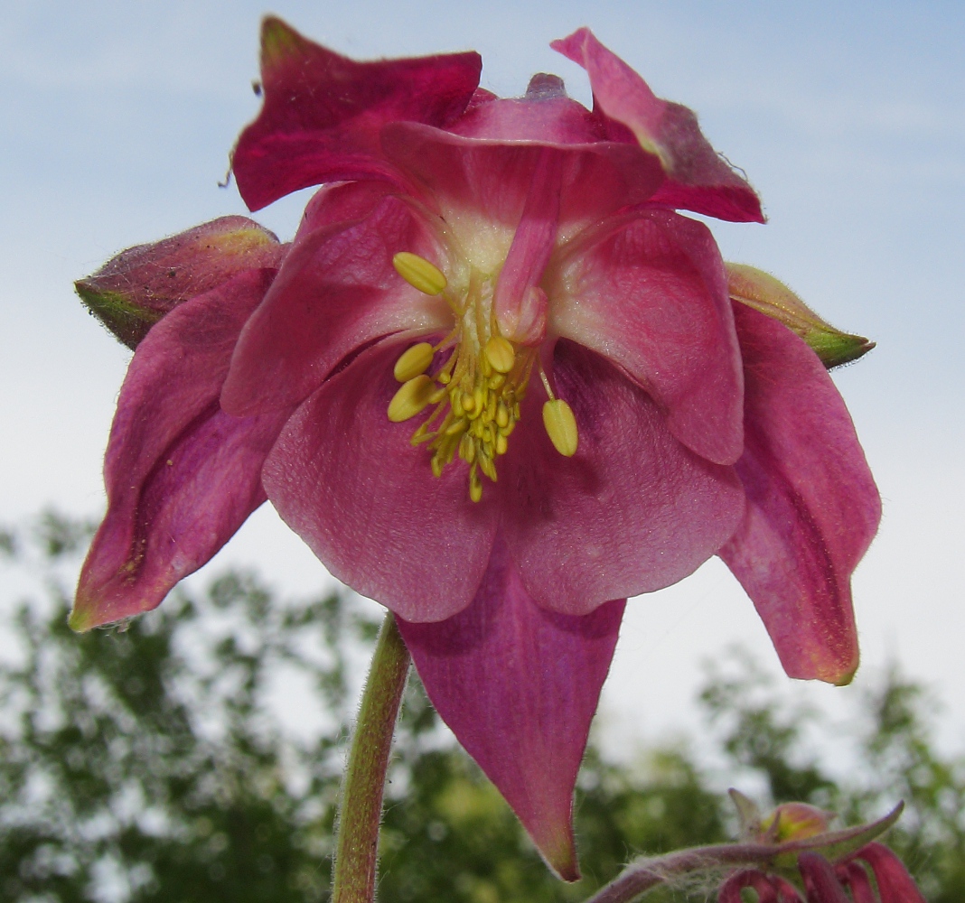 Изображение особи род Aquilegia.