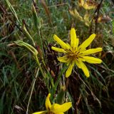 Tragopogon orientalis. Распустившееся и отцветшие соцветия. Курская обл., Железногорский р-н, берег р. Свапа в окр. ур. Колпинская дача. 16 августа 2007 г.