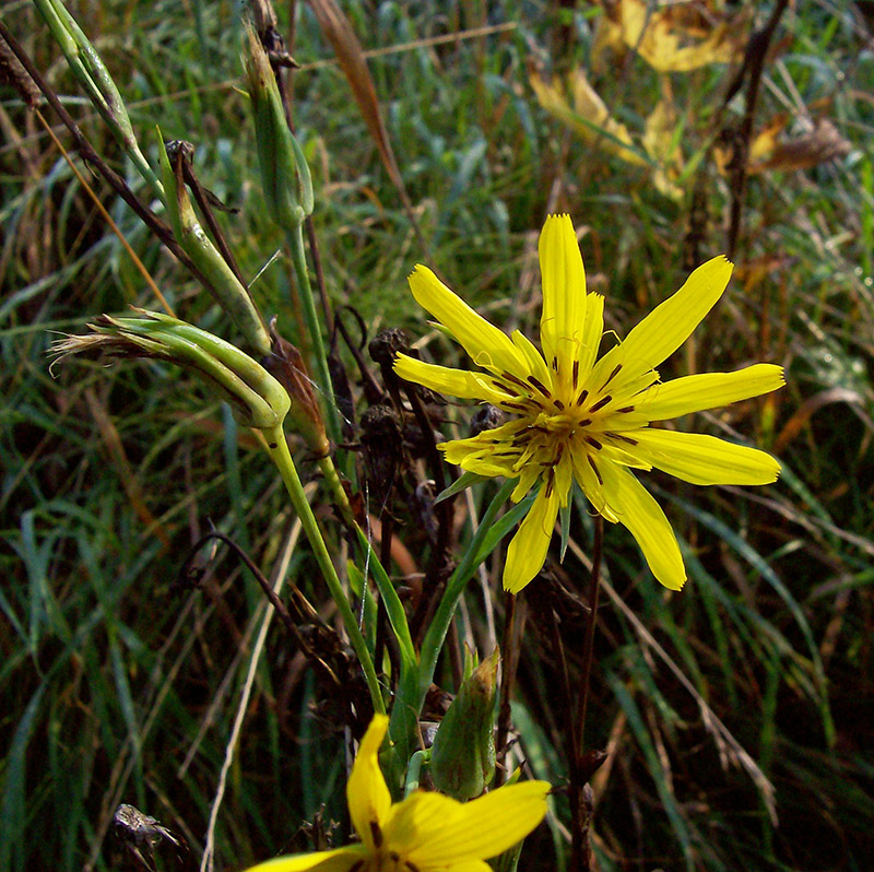 Изображение особи Tragopogon orientalis.