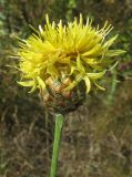 Centaurea orientalis. Соцветие. Крым, Белогорский р-н, окр. с. Земляничное, у дороги. 23 июня 2012 г.