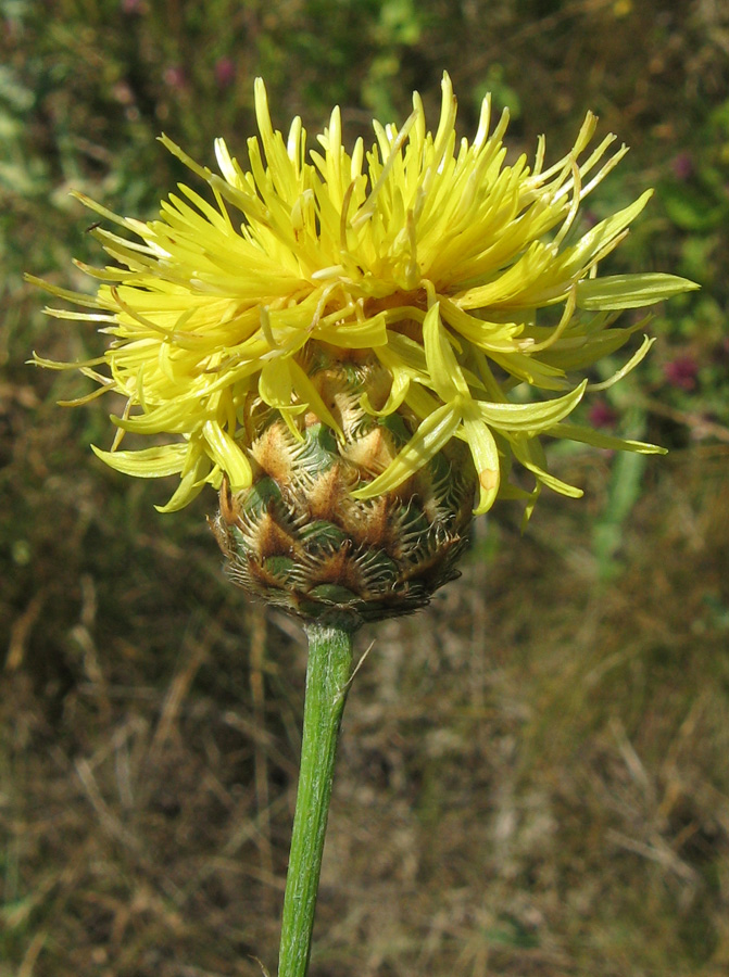 Image of Centaurea orientalis specimen.